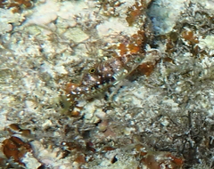 Halichoeres hortulanus