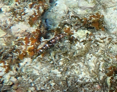 Halichoeres hortulanus