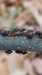 Tuberolachnus salignus