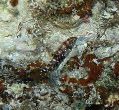 Halichoeres hortulanus