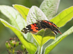 Vanessa vulcania
