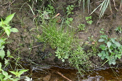 Androsace filiformis