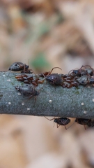 Tuberolachnus salignus