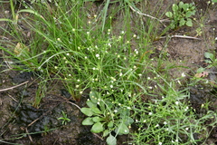 Androsace filiformis