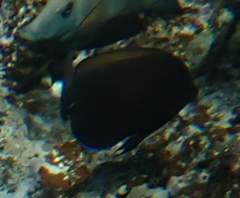 Acanthurus nigrofuscus