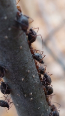 Tuberolachnus salignus