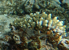 Acropora gemmifera