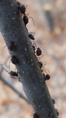 Tuberolachnus salignus