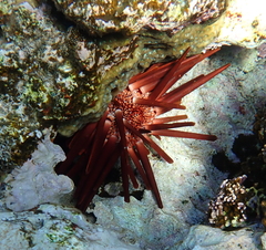 Heterocentrotus mamillatus