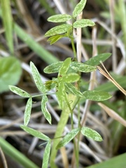 Vicia ludoviciana