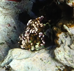 Corallinaceae