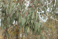 Eucalyptus tricarpa