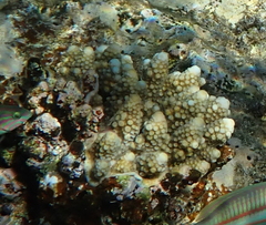 Acropora gemmifera