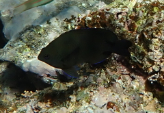 Neoglyphidodon melas