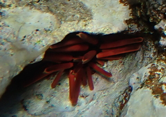 Heterocentrotus mamillatus