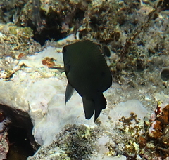 Neoglyphidodon melas