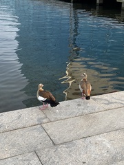 Alopochen aegyptiaca