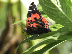 Vanessa vulcania