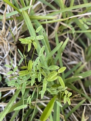 Vicia ludoviciana