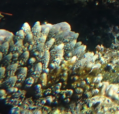 Acropora gemmifera