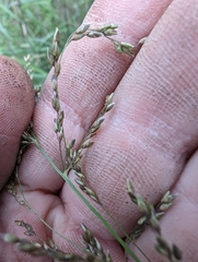 Panicum antidotale