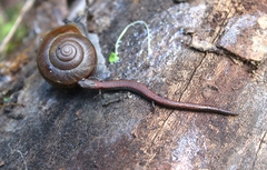 Batrachoseps nigriventris