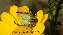 Hoplia bilineata