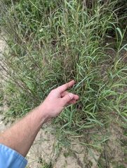 Panicum antidotale