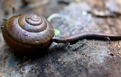 Batrachoseps nigriventris