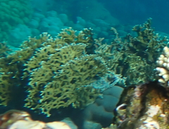 Millepora dichotoma