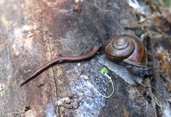 Batrachoseps nigriventris