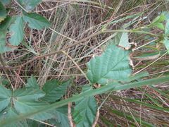 Rubus scissus