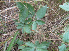 Rubus scissus