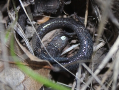 Batrachoseps nigriventris