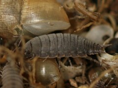 Porcellionides sexfasciatus