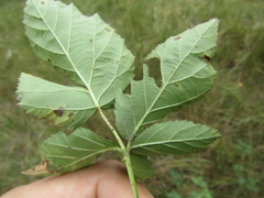 Rubus scissus