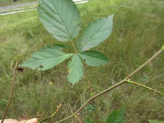 Rubus scissus