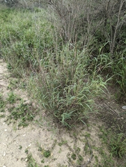 Panicum antidotale