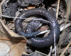 Batrachoseps nigriventris