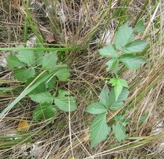 Rubus scissus