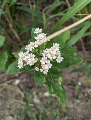 Verbesina microptera