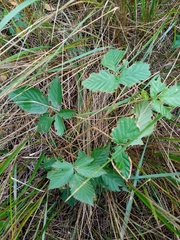 Rubus scissus