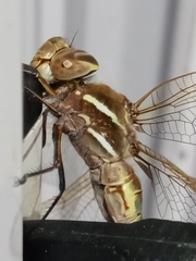 Rhionaeschna bonariensis