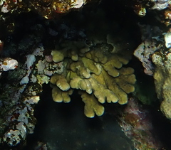 Millepora exaesa