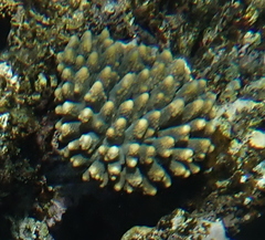 Acropora gemmifera