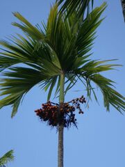 Areca catechu