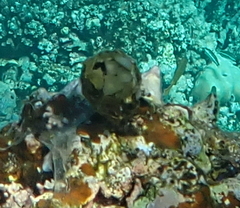 Turbinaria decurrens