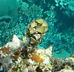 Turbinaria decurrens
