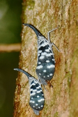Pyrops maculatus