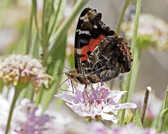 Vanessa vulcania
